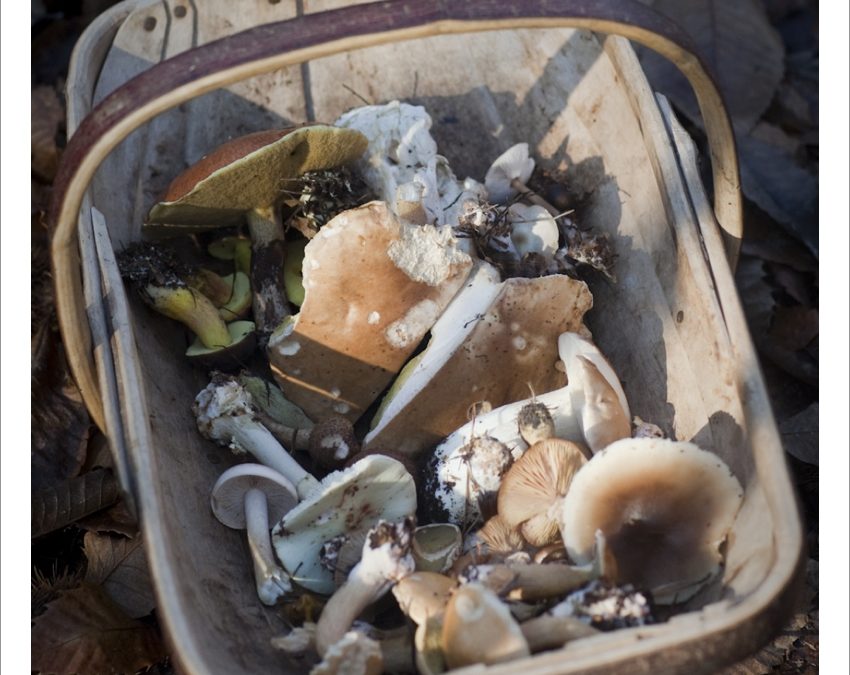 Mushroom picking at Wilderness Wood